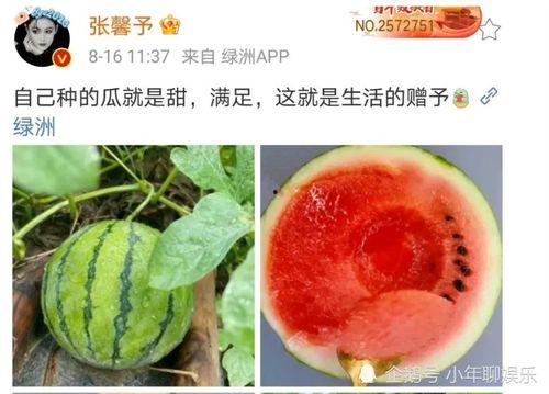 娱乐圈吃瓜的瓜,揭秘明星背后的故事与争议